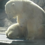 Мама-медведица и Умка