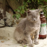 Пьяная кошка
