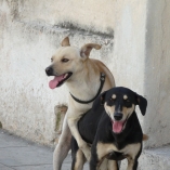 Собаки de la Habana