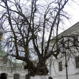 Очень старое дерево в Киевской Лавре