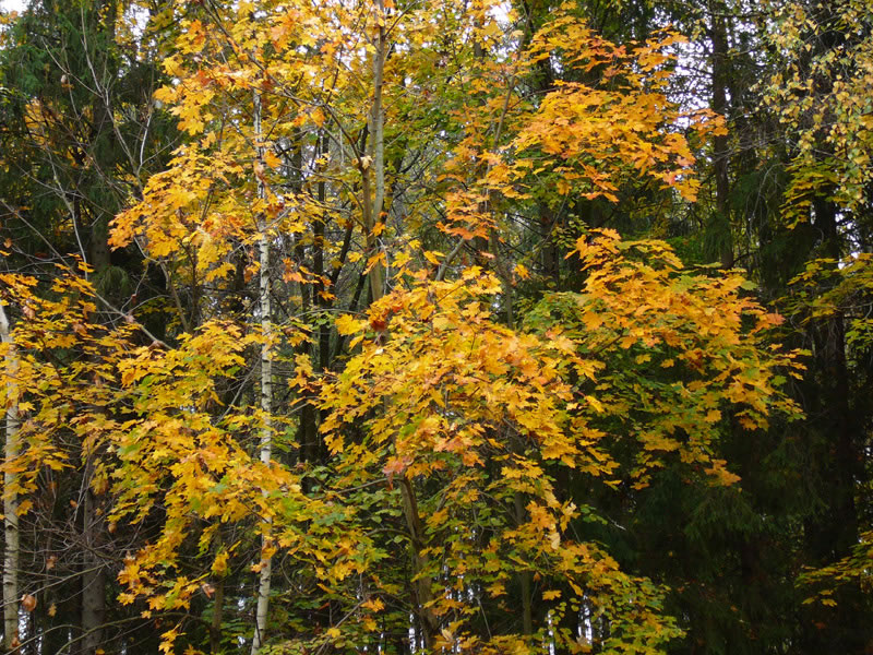 Осень в Звенигороде