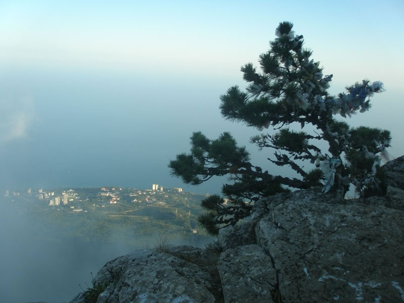 Дерево на Ай-Петри