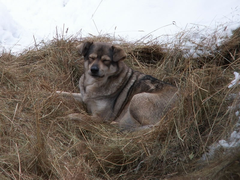 Собака на сене