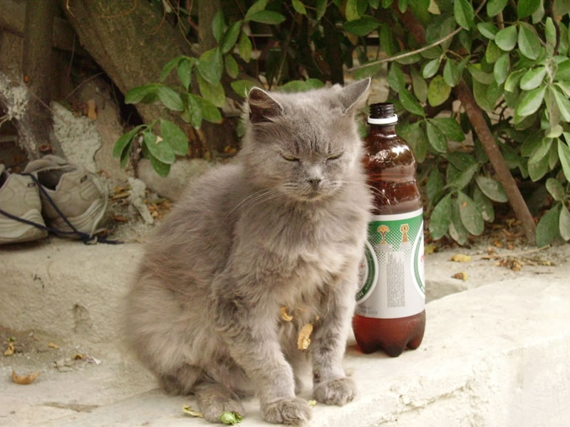 Пьяная кошка