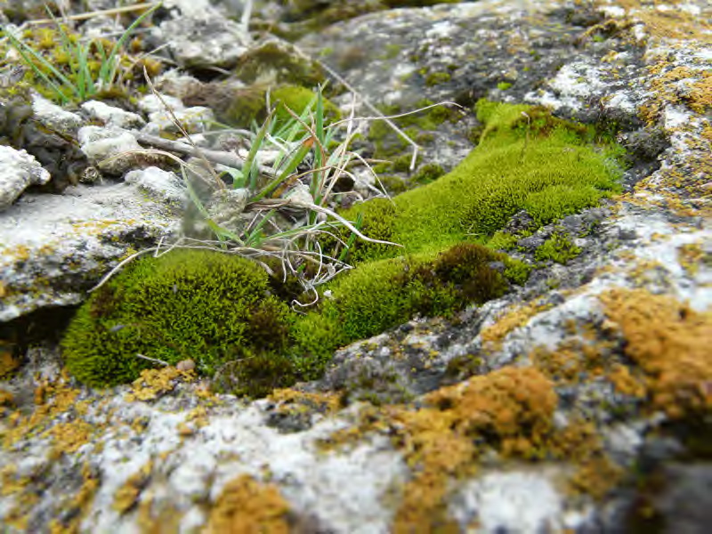 Камушки Севана