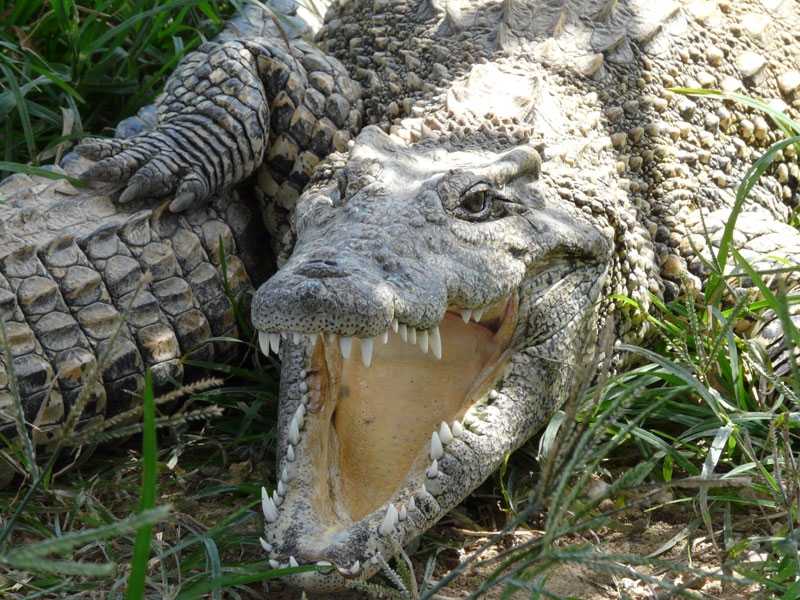 Большой крокодил