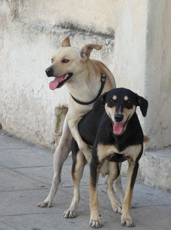 Собаки de la Habana