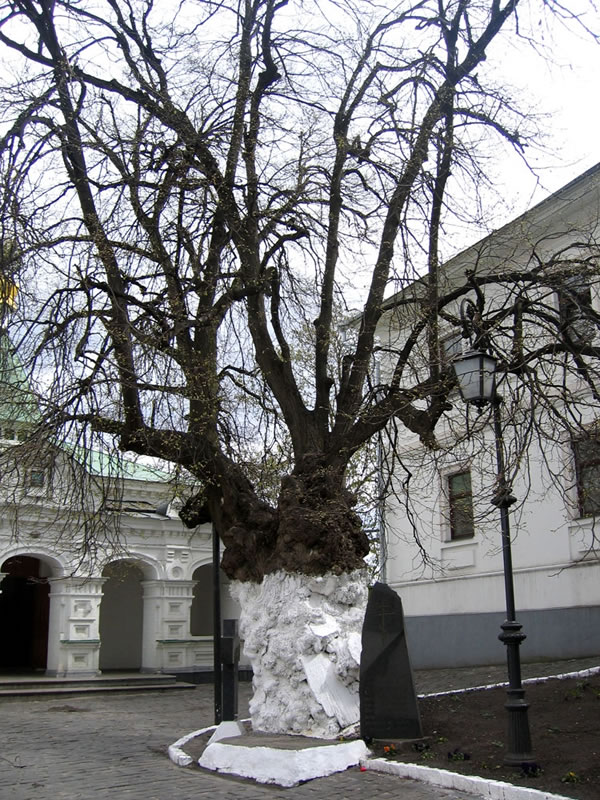Очень старое дерево в Киевской Лавре