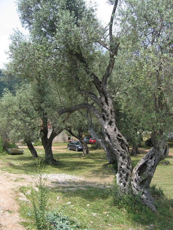 Оливковый сад
